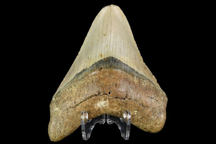 Fossil Megalodon Tooth - North Carolina #109829
